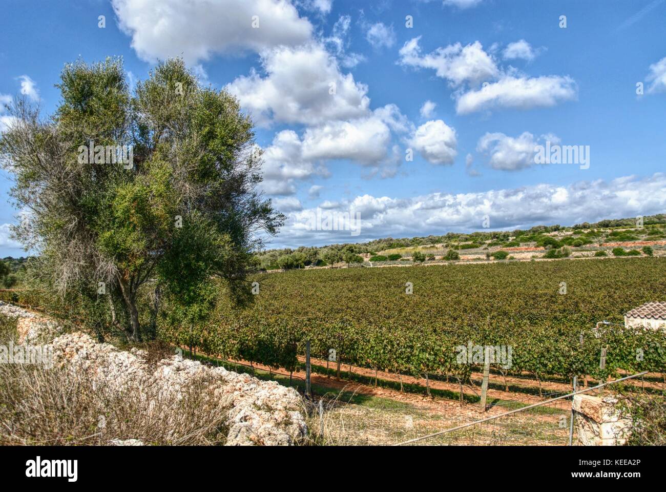 Minorca vista sulla campagna Foto Stock