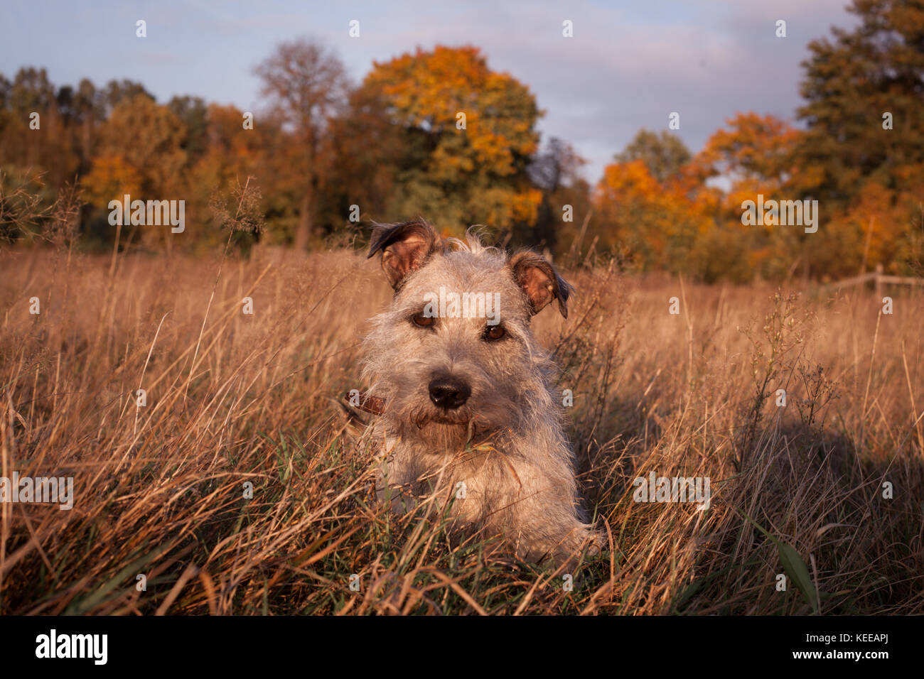 Un simpatico mongrel in autunno ritratto / Un simpatico cagnolino su un sfondo di autunno Foto Stock