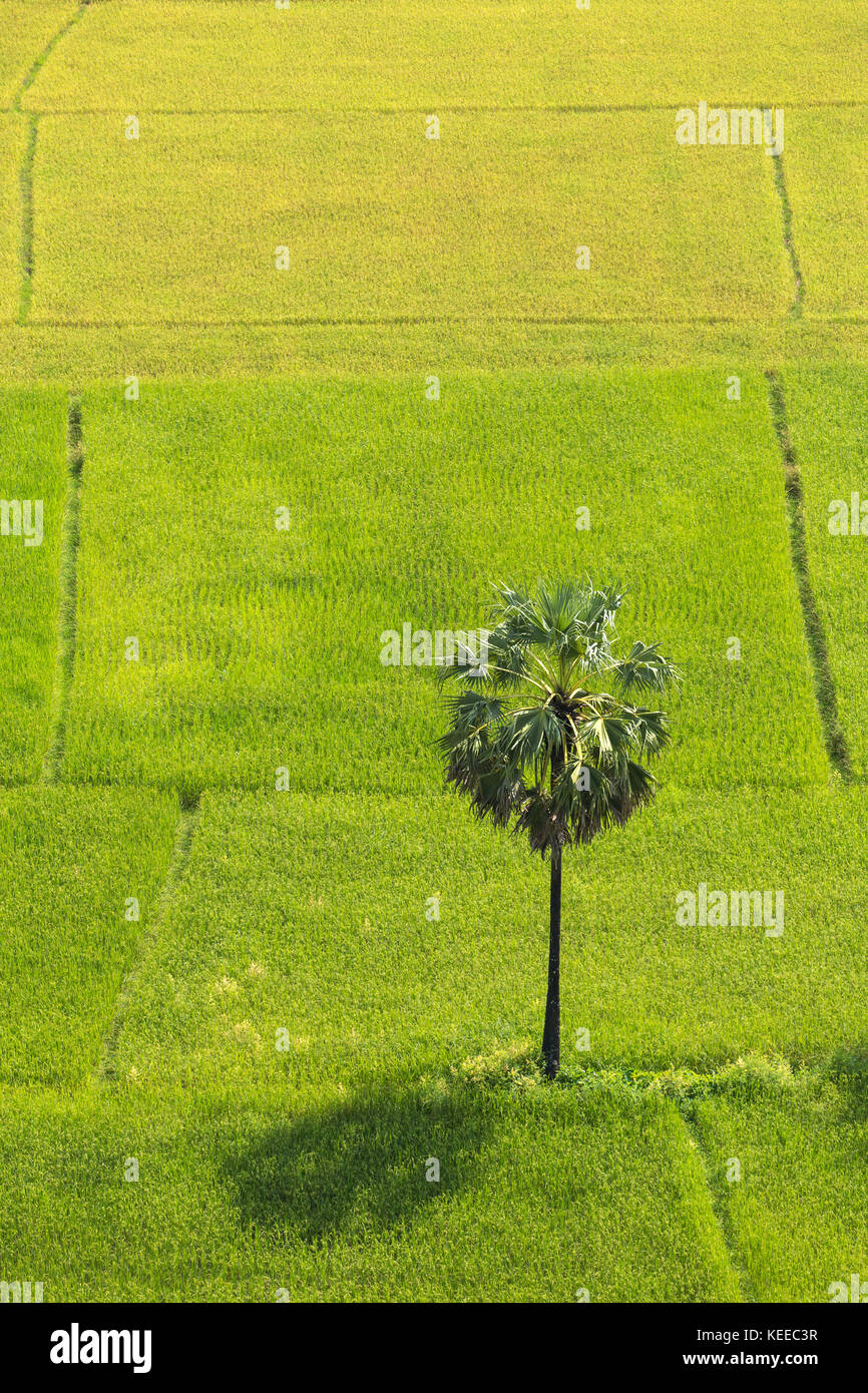 Paesaggio rurale con un singolo albero sul campo in Myanmar. vista aerea Foto Stock