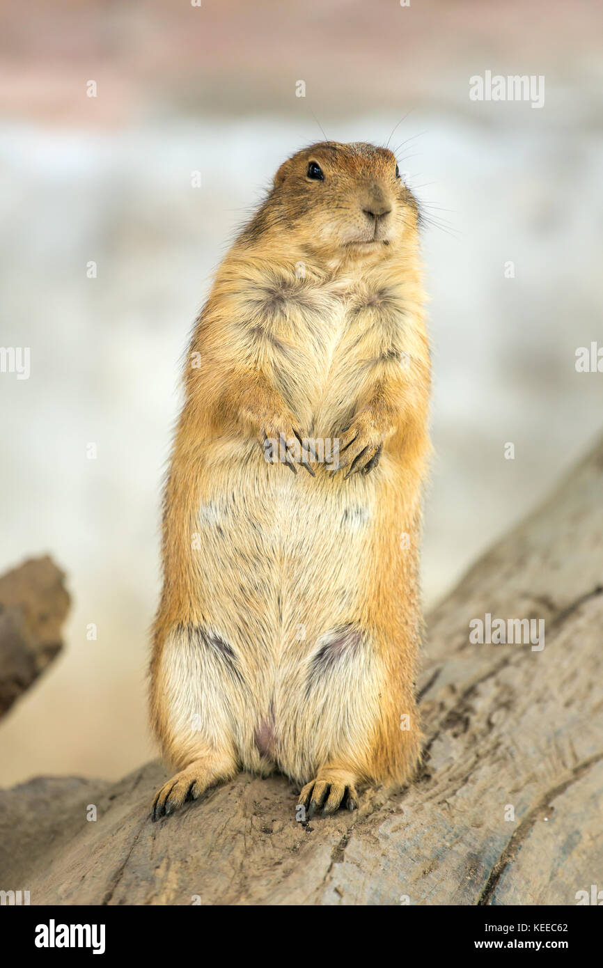 La marmotta su due gambe in Chiang Mai Zoo Foto Stock