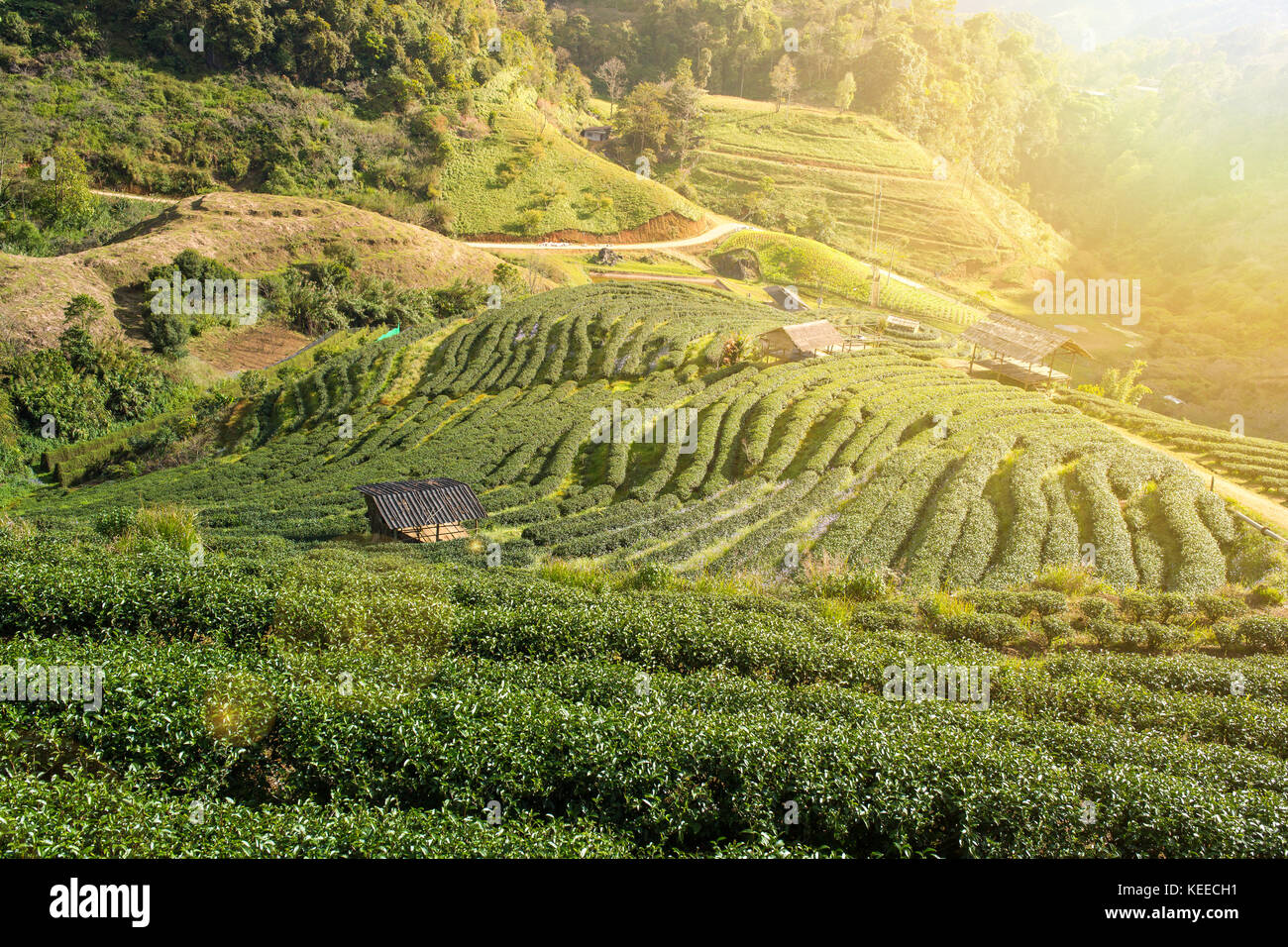 Vista panoramica della Piantagione di tè nella valle in Doi Angkhang, Chiangmai Thailandia del Nord. Con lens flare e perdita di luce Foto Stock