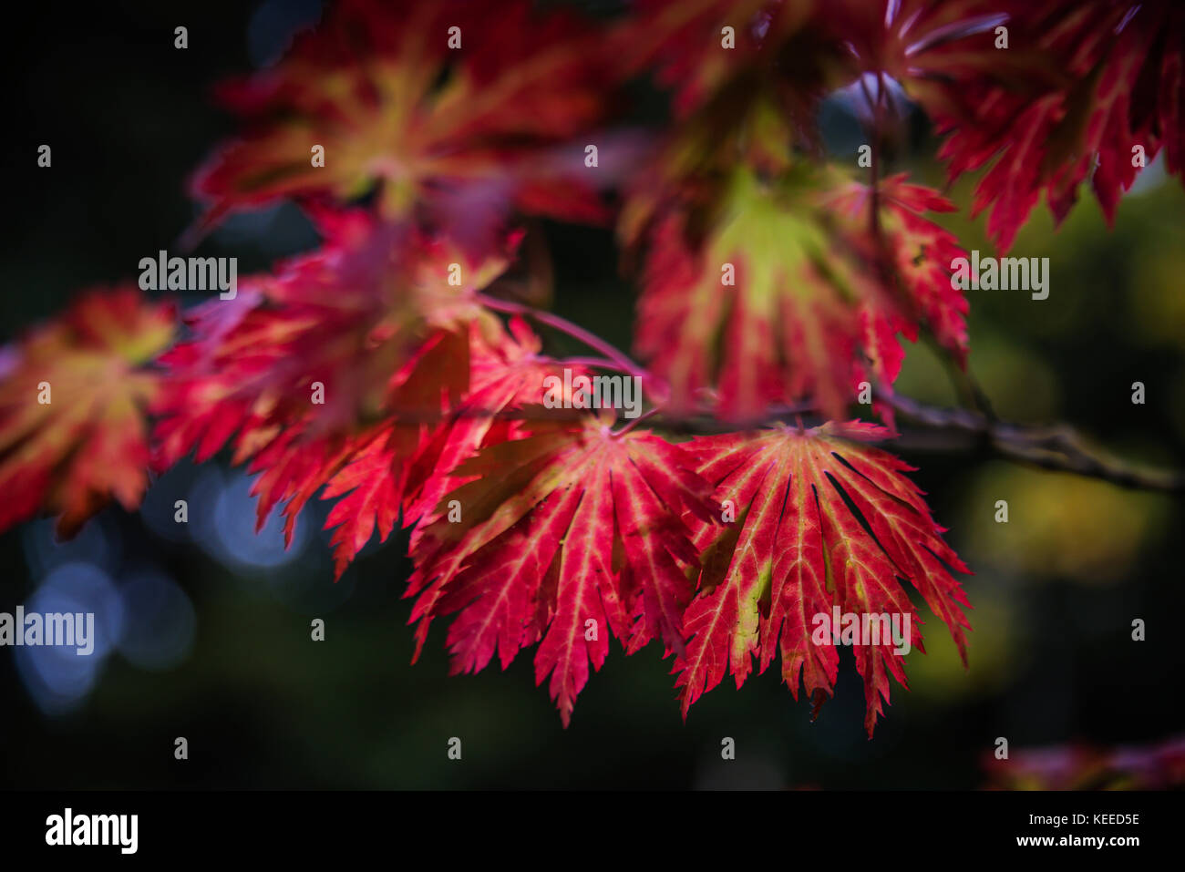 Il Westonbirt Arboretum Gloucestershire. Foto Stock