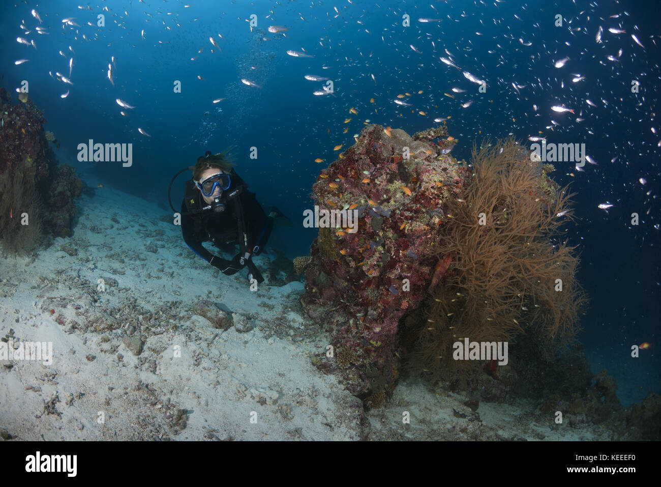 Femmina sub nuotare vicino a Coral reef Foto Stock