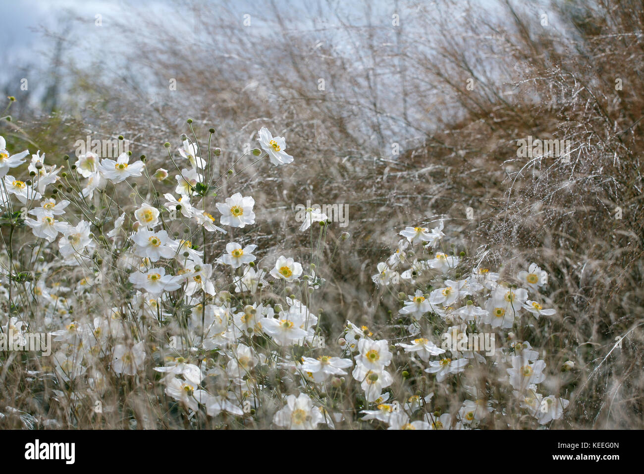 "Anemone Honorine Jobert' / bianco anemone giapponese tra erbe Foto Stock
