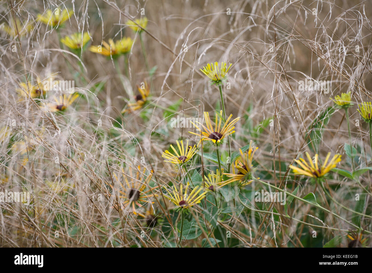 Rudbeckia subtomentosa "henry eilers' Foto Stock