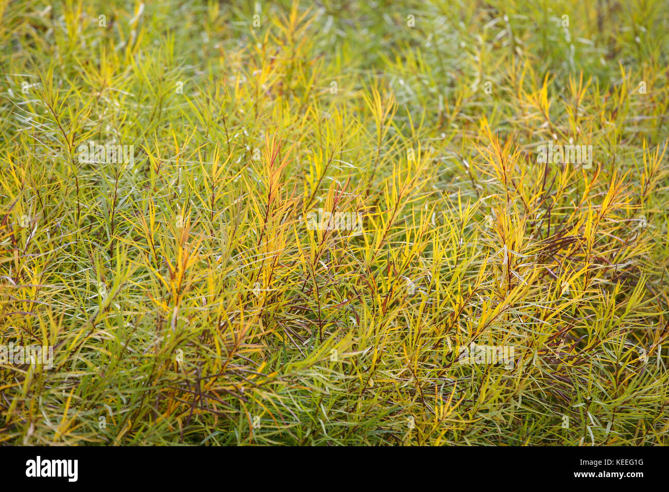 Amsonia hubrichtii / hubricht blue star - giallo colore del fogliame in autunno Foto Stock