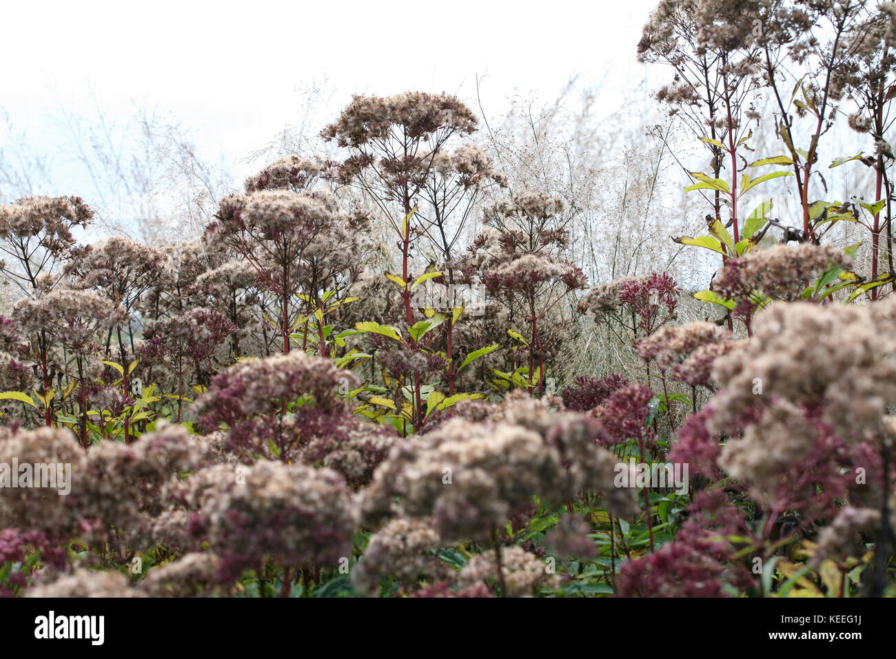 Eupatorium purpureum in autunno, i fiori allo sbiadimento del colore e fogliame assumendo toni autunnali Foto Stock