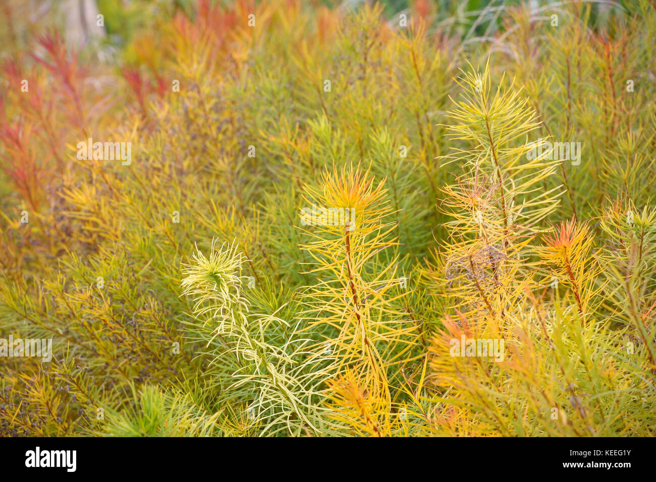 Amsonia hubrichtii / hubricht blue star - giallo colore del fogliame in autunno Foto Stock