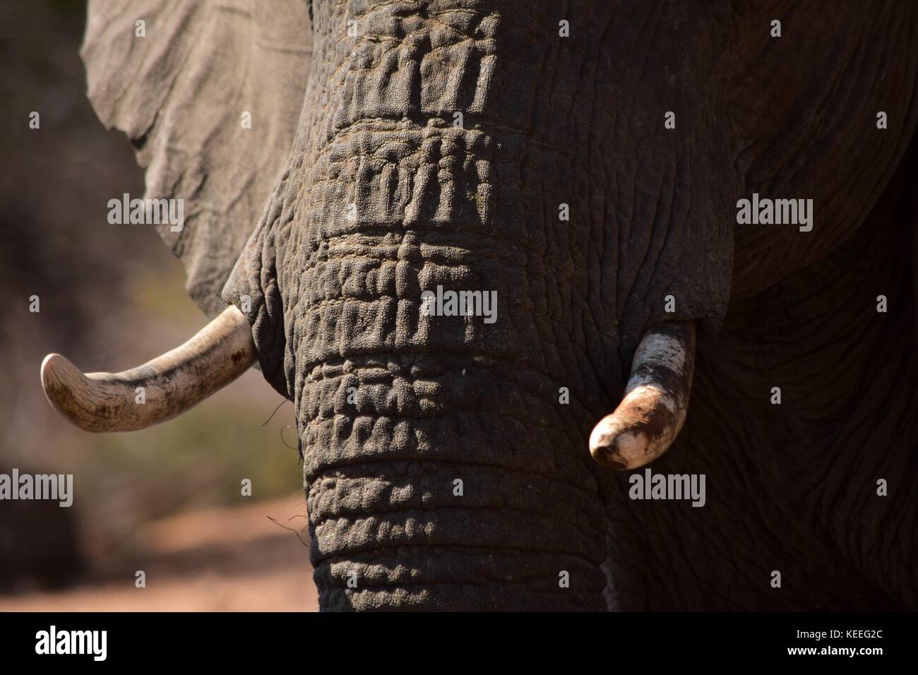 Un dettaglio foto di un elefante africano di zanne, bracconaggio bersagli. Visibili anche le pieghe della pelle grigia della proboscide e orecchio. Fauna africana Foto Stock