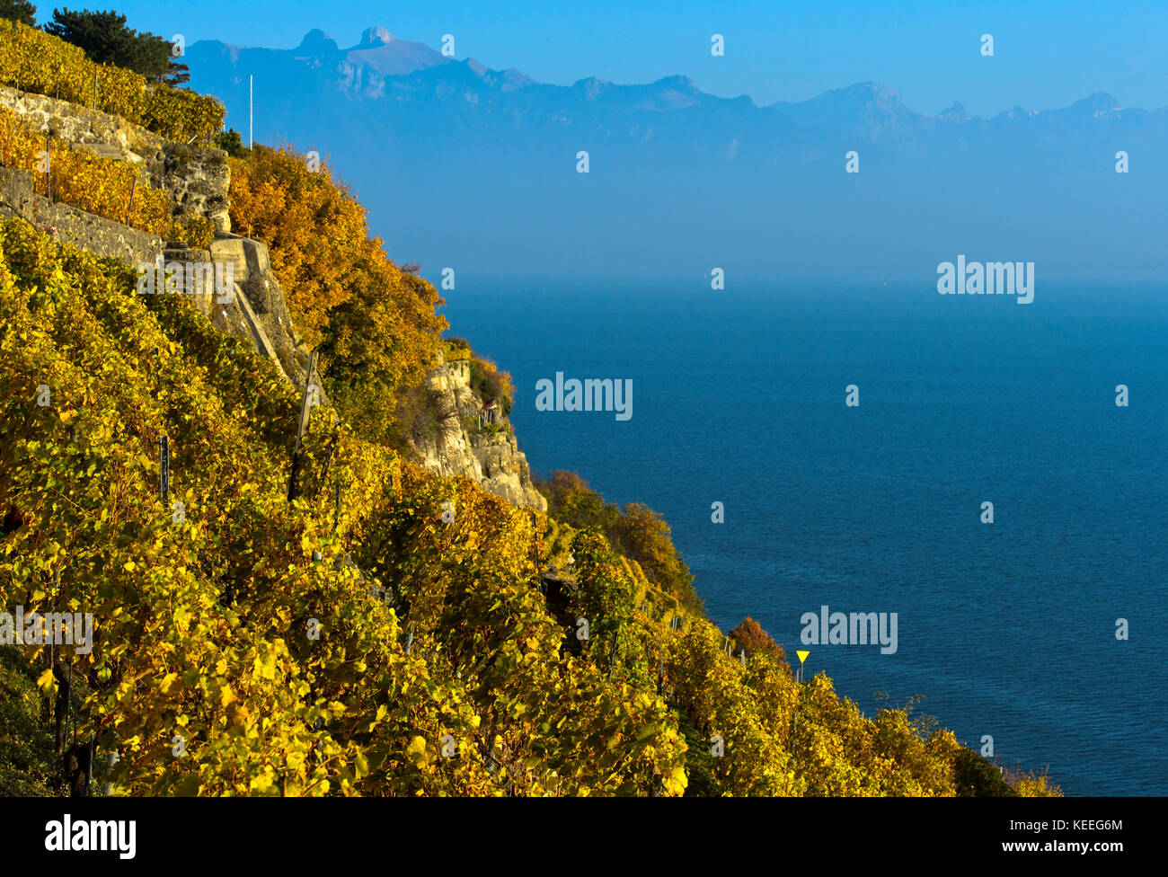 Vigneti in ripida coltivazione a terrazze che si erge sopra il Lago di Ginevra nella zona viticola di Lavaux, Rivaz, Vaud, Svizzera Foto Stock