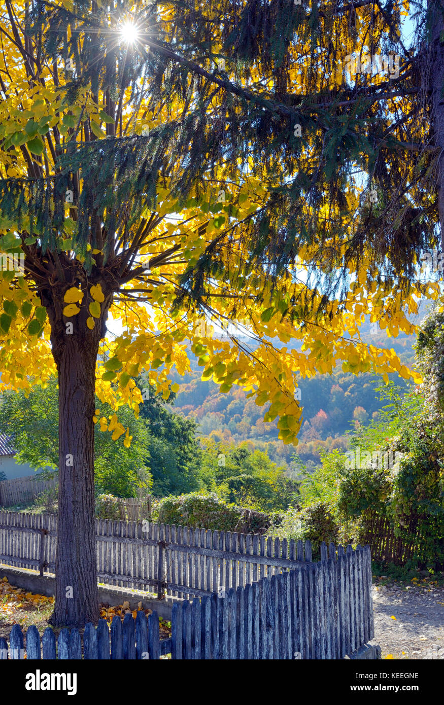 Autunno albero singolo contro il sole Foto Stock