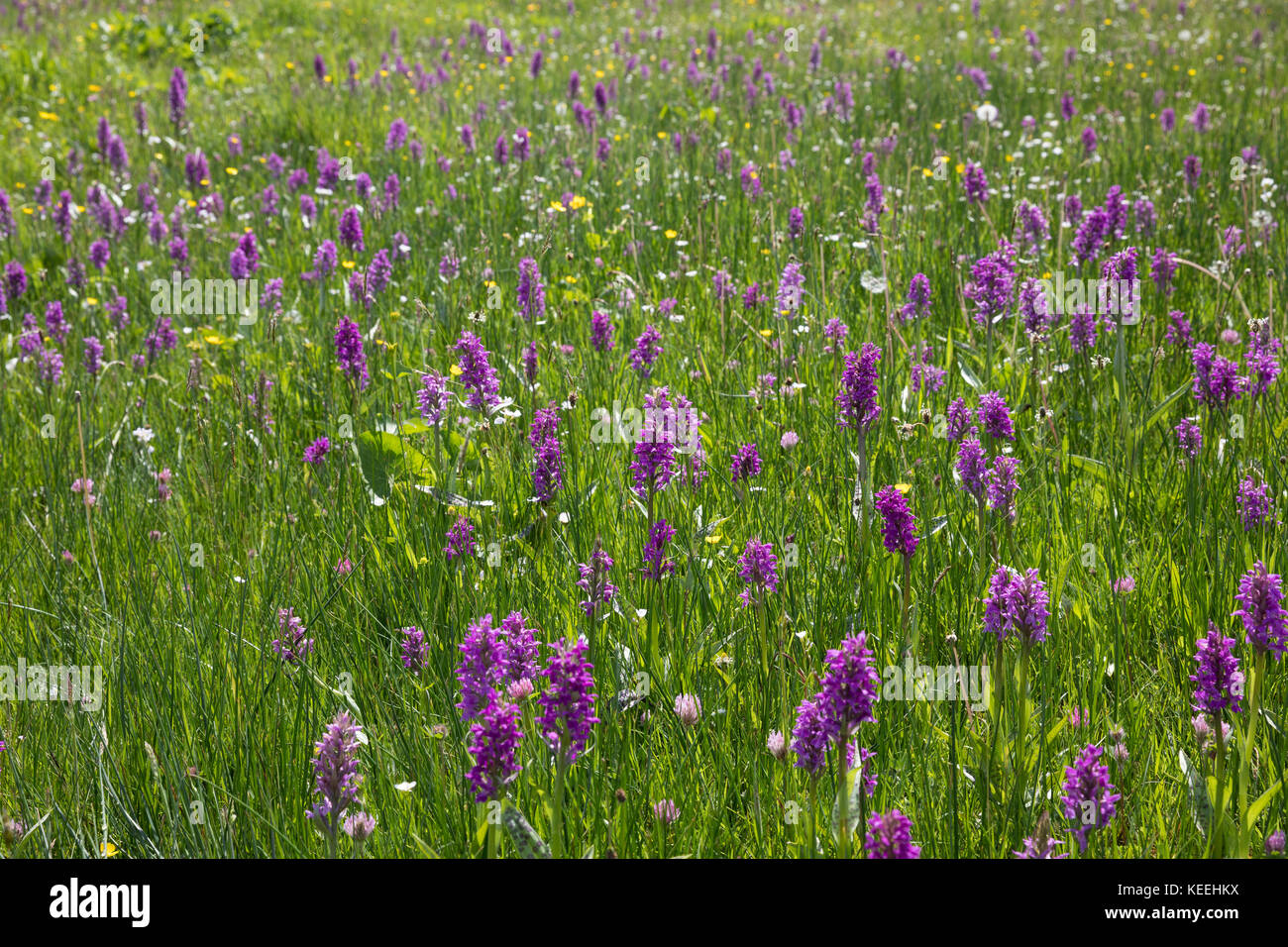 Breitblättriges Knabenkraut, Breitblätteriges Knabenkraut, Breitblättrige Fingerwurz, Orchideenwiese, Dactylorhiza majalis, orchidea delle paludi occidentali, coca Foto Stock