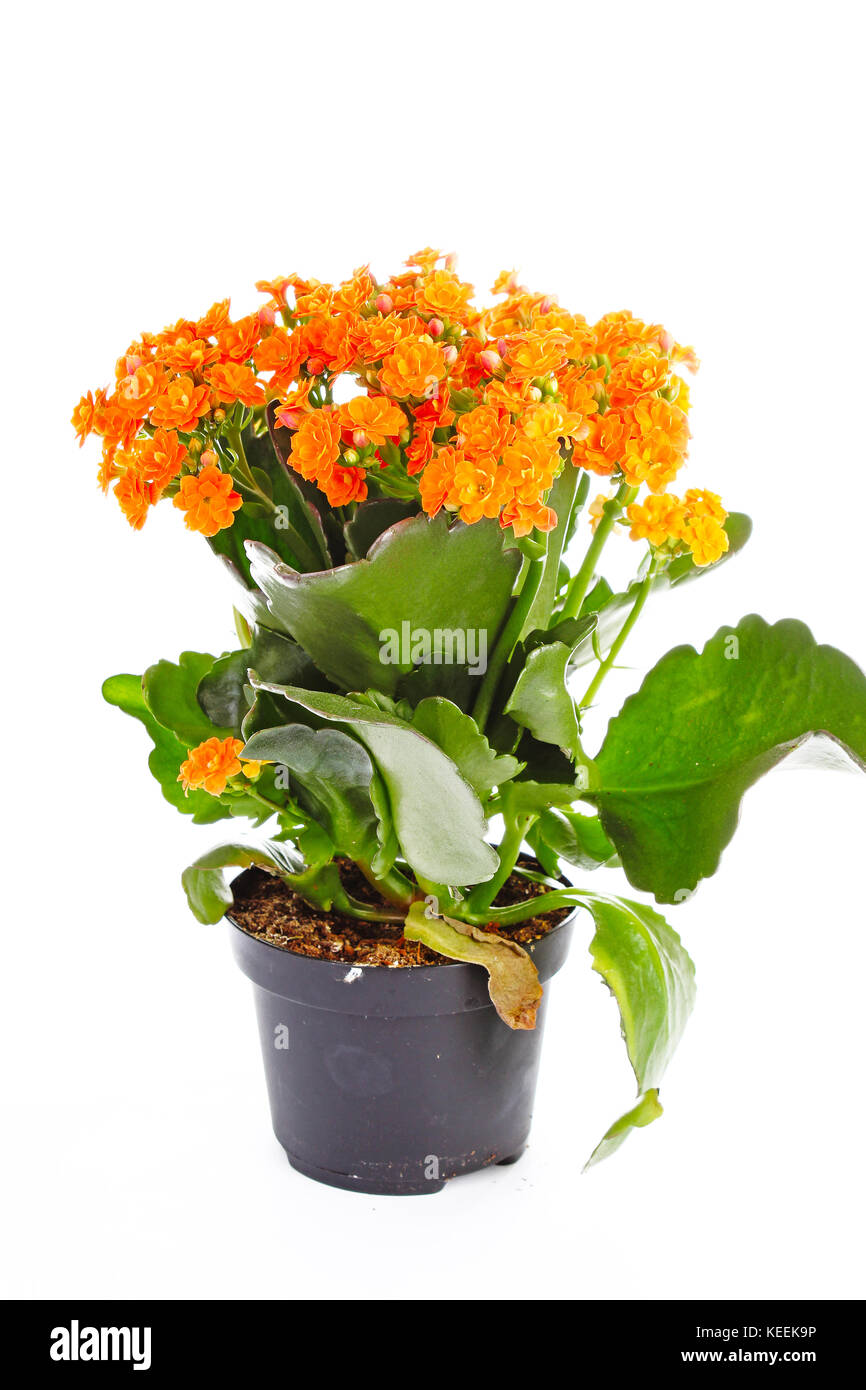 Piccoli fiori arancione di rubiaceae tree. Fiore di arancia impianto. Fiori di cluster ixora. Foto Stock