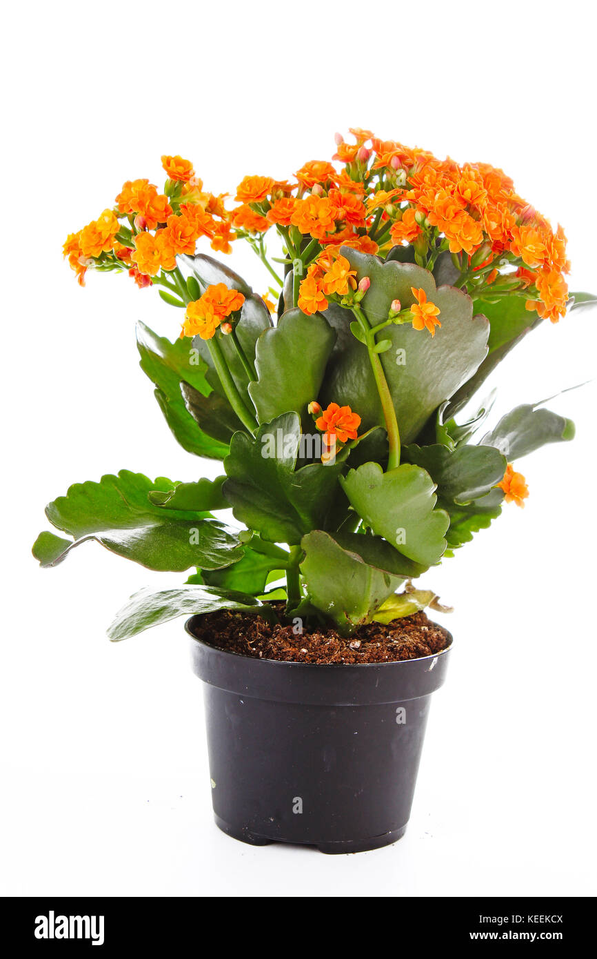 Piccoli fiori arancione di rubiaceae tree. Fiore di arancia impianto. Fiori di cluster ixora. Foto Stock