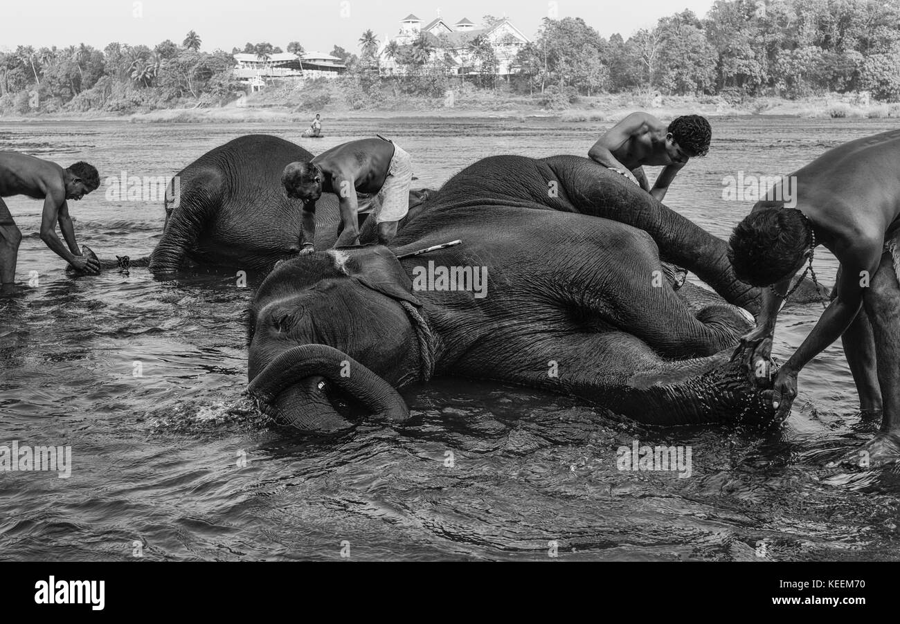 Formatori bagnarsi i giovani elefanti all'alba nel fiume del periyar on gennaio 11, 2012 nei pressi di Ernakulam, Kerala, India. Foto Stock