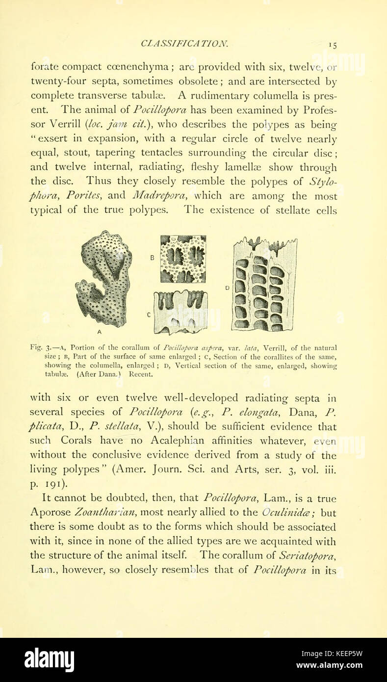 Sulla struttura e le affinità di catalogare i coralli del periodo Paleozoico (pagina 15) BHL9664361 Foto Stock