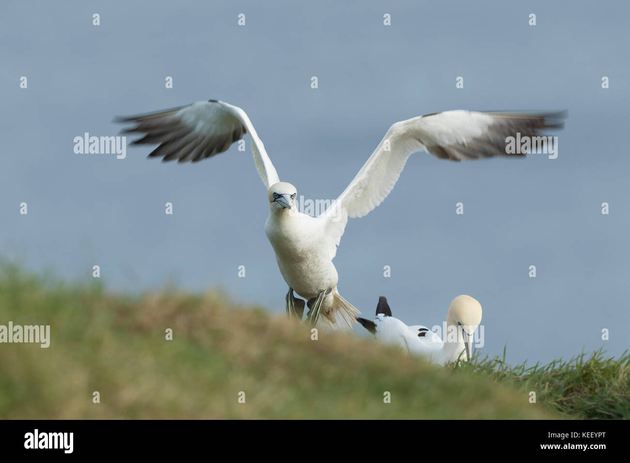 La fauna selvatica : sule a Bempton Cliffs. (Morus bassanus). Foto Stock