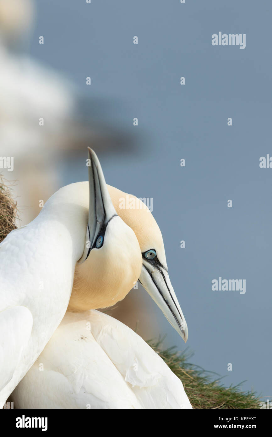 La fauna selvatica : sule a Bempton Cliffs. (Morus bassanus). Foto Stock