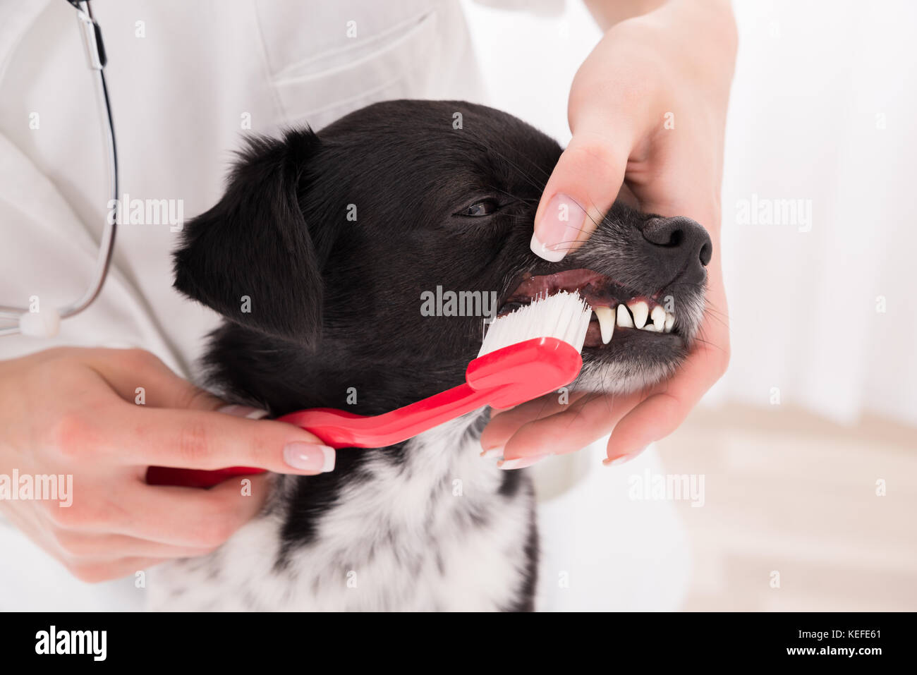 Close-up di un veterinario del cane di pulizia i denti con spazzolino da denti Foto Stock