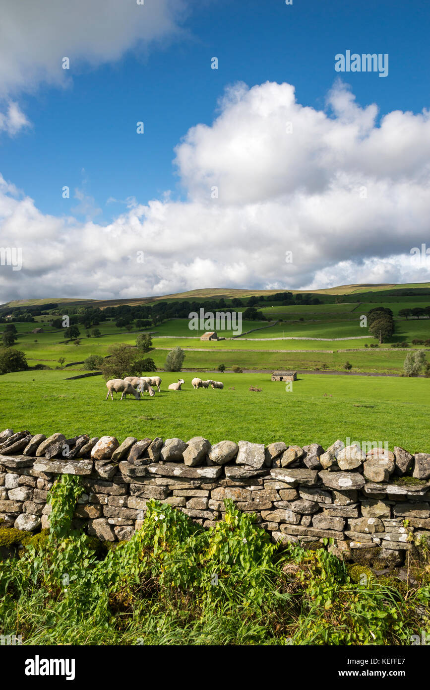 Pecora che pascola in Wensleydale, Yorkshire Dales, Inghilterra. Foto Stock