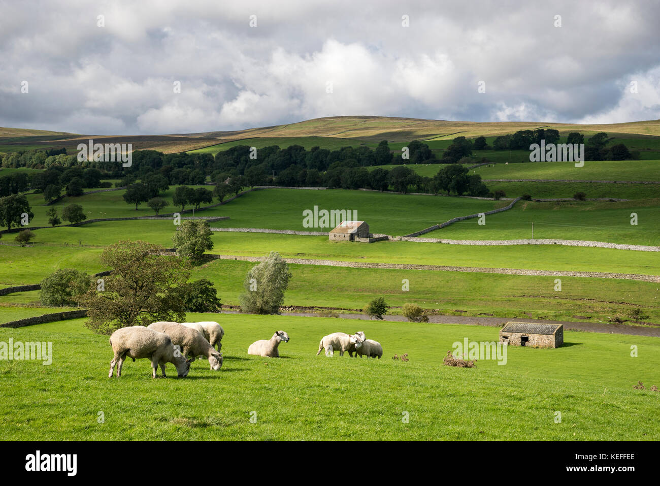 Gregge di pecore nei pressi di Hawes in Wensleydale, Yorkshire Dales, Inghilterra. Foto Stock