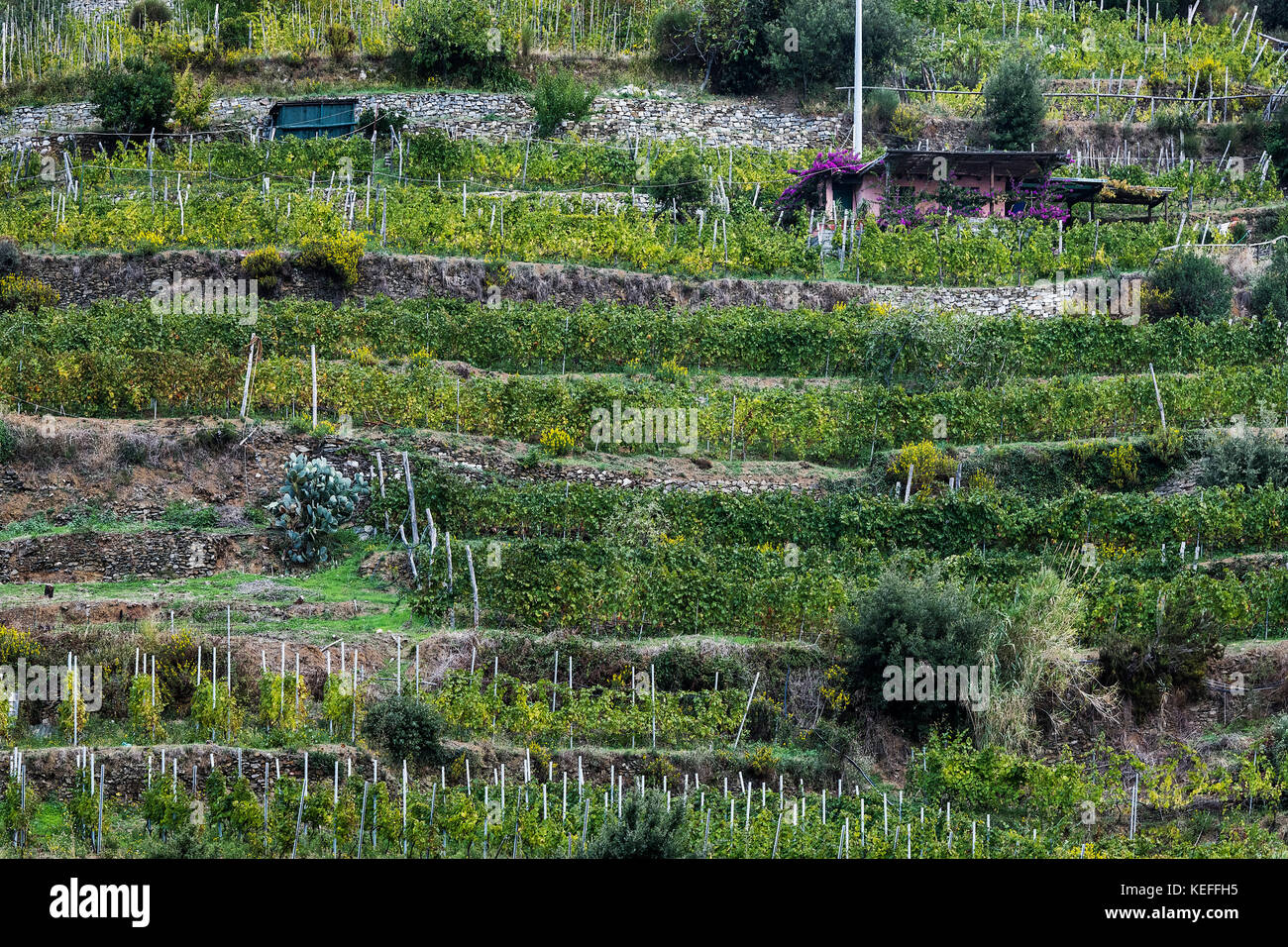 Deliziosa collina vigneto, cinque terre Liguria, Italia. Foto Stock