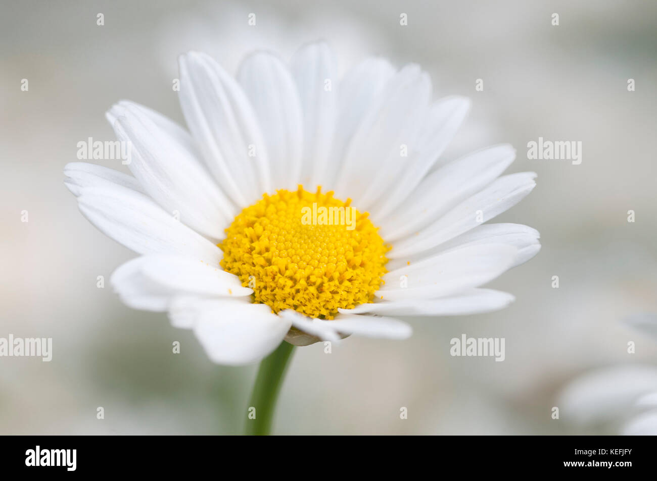 CLOSE UP ARGYRANTHEMUM FRUTESCENS HUISINK Foto Stock