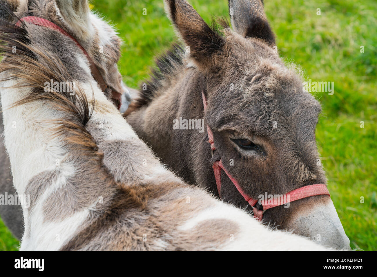 Due asino closeup insieme e torna in testa. Foto Stock