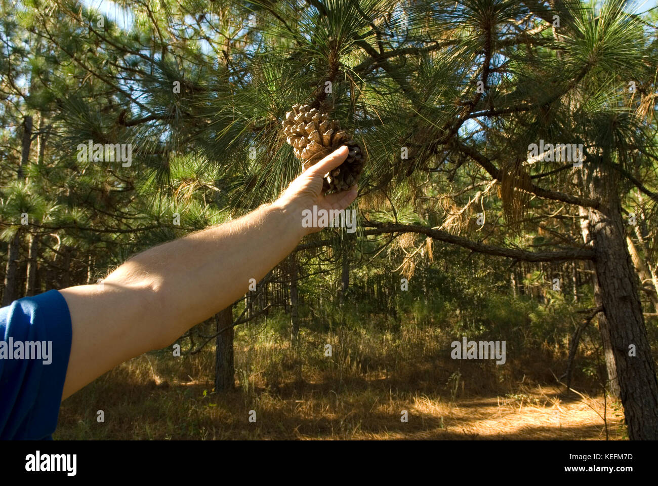 Uomo caucasico holding pigna, Bethune, South Carolina, Stati Uniti d'America. Foglia lungo gli alberi di pino sono utilizzati per il telone in architettura del paesaggio. Foto Stock