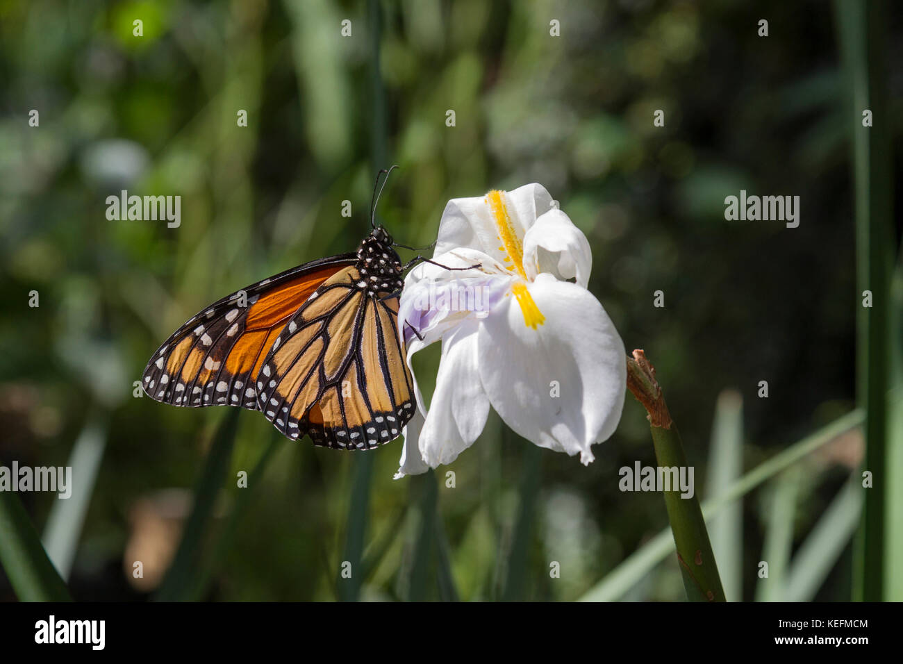 Una farfalla monarca (Danaus plexippus) poggia su un bianco iris selvatici in una giornata di sole in un giardino della California. Foto Stock