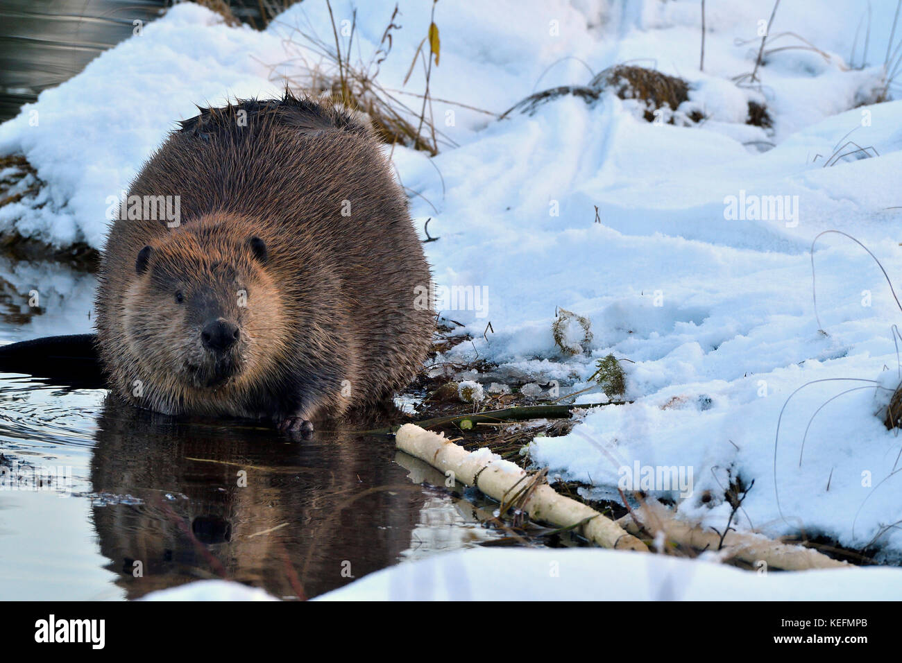 Un adulto beaver "Castor canadensis"; l'alimentazione sulla coperta di neve a Riva del suo castoro stagno vicino Hinton Alberta Canada. Foto Stock