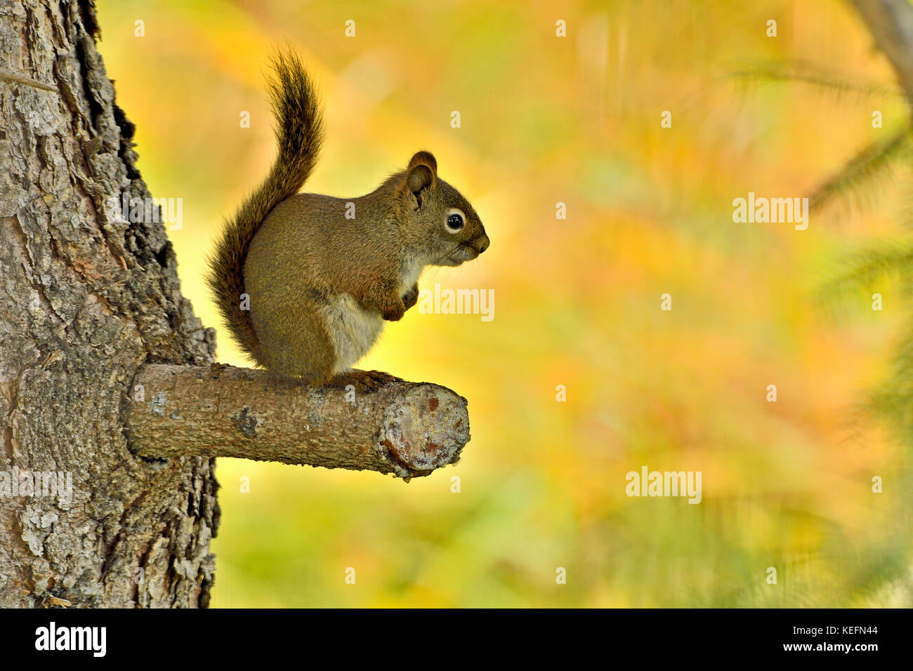 Un giovane scoiattolo rosso; Tamiasciurus hudsonicus; seduta su un ramo che è stato tagliato su un grande albero di abete rosso vicino a Hinton Alberta, Canada. Foto Stock
