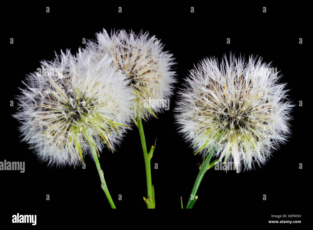 Bella e sorprendente di messa a fuoco macro impilati closeup di tre denti di leoni su uno sfondo nero, con molti acqua di pioggia gocce di rugiada su petali e semi Foto Stock