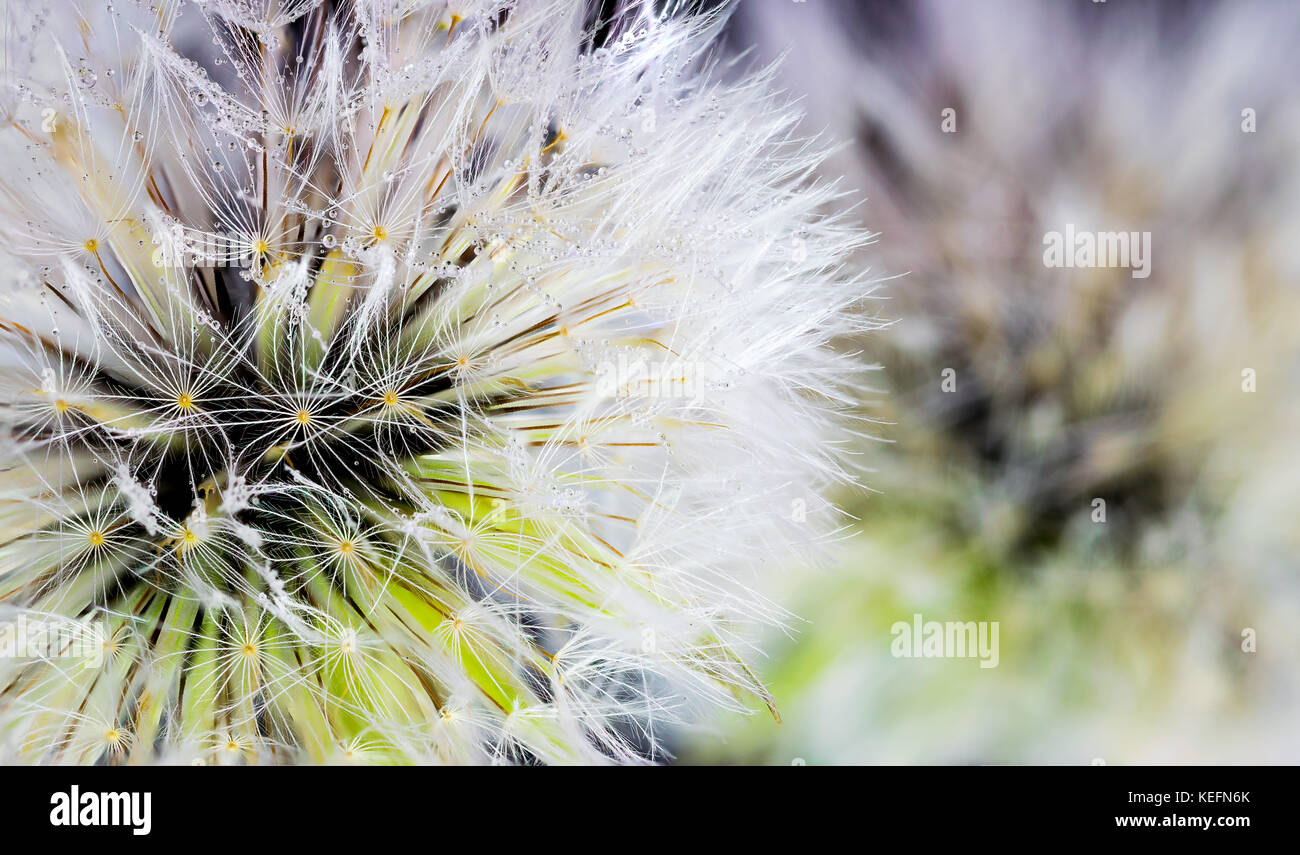 Incredibile tutta la trama di tarassaco impilati di messa a fuoco macro closeup, lotti di texture, con molti acqua di pioggia gocce di rugiada sui semi, bianco, verde e giallo Foto Stock