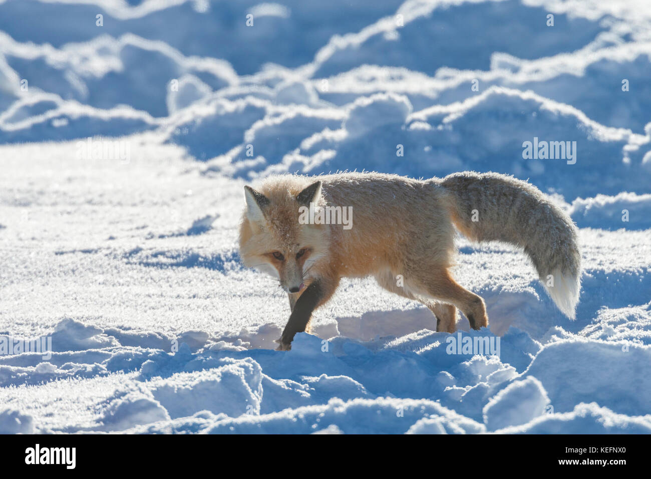 La volpe rossa durante il periodo invernale con pelliccia pesante per la protezione dal freddo pungente nel Parco Nazionale di Yellowstone, Wyoming Foto Stock