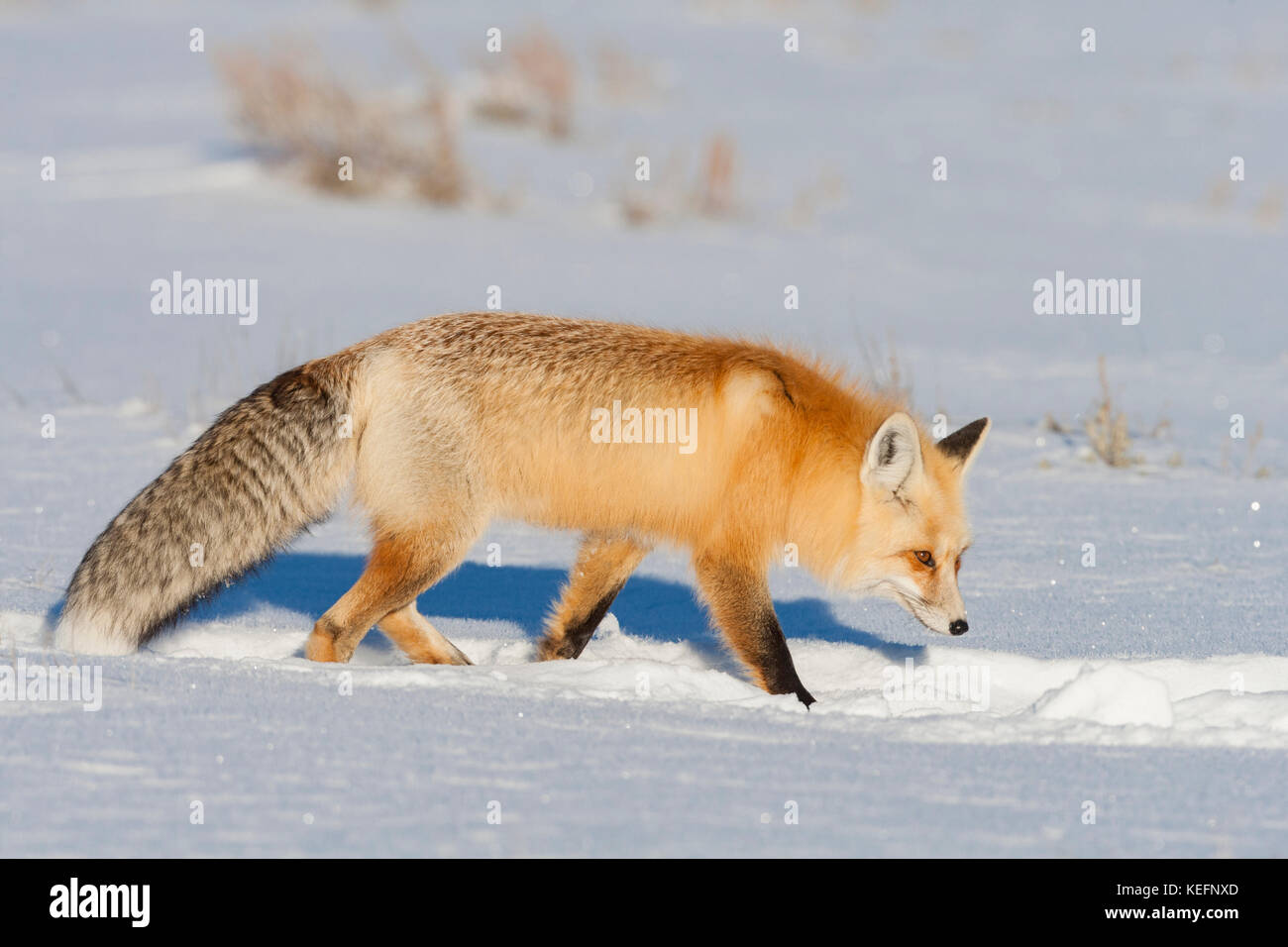 La volpe rossa durante il periodo invernale con pelliccia pesante per la protezione dal freddo pungente nel Parco Nazionale di Yellowstone, Wyoming Foto Stock