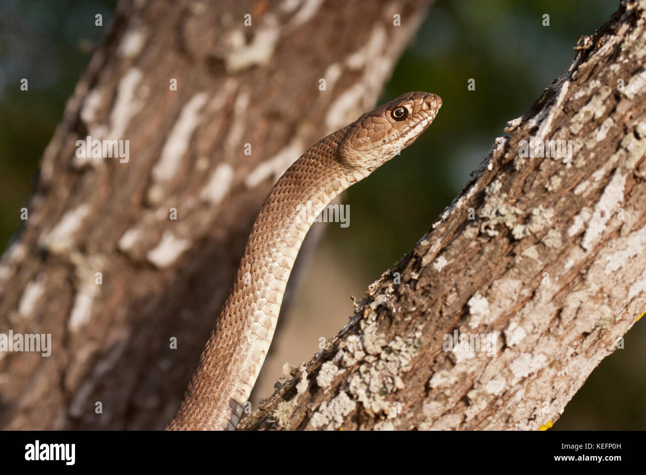 Western coach whip snake Foto Stock
