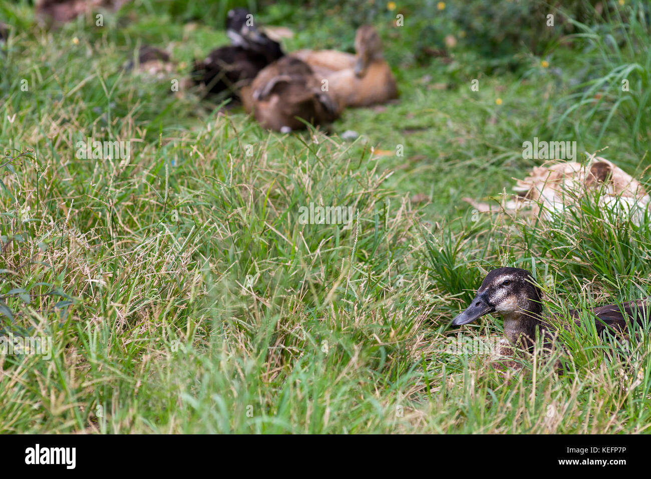 Un gregge di le anatre bastarde seduti insieme in un campo erboso. Foto Stock