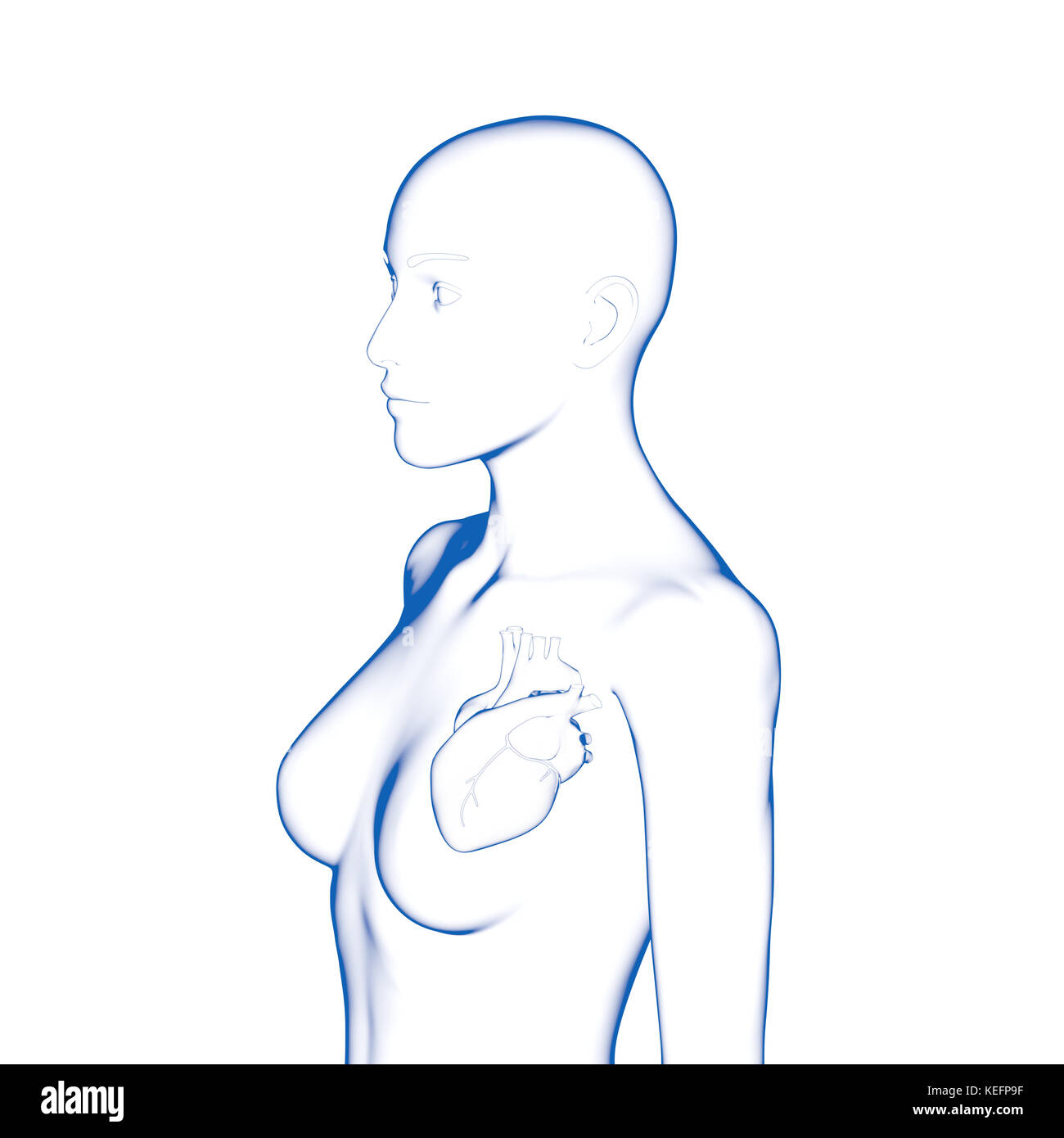 Cuore, corpo di donna Foto Stock