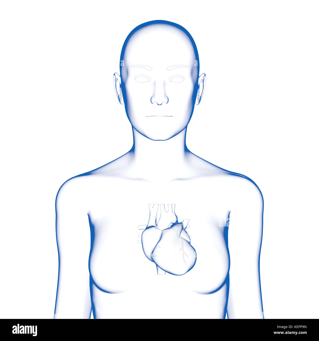 Cuore, corpo di donna Foto Stock