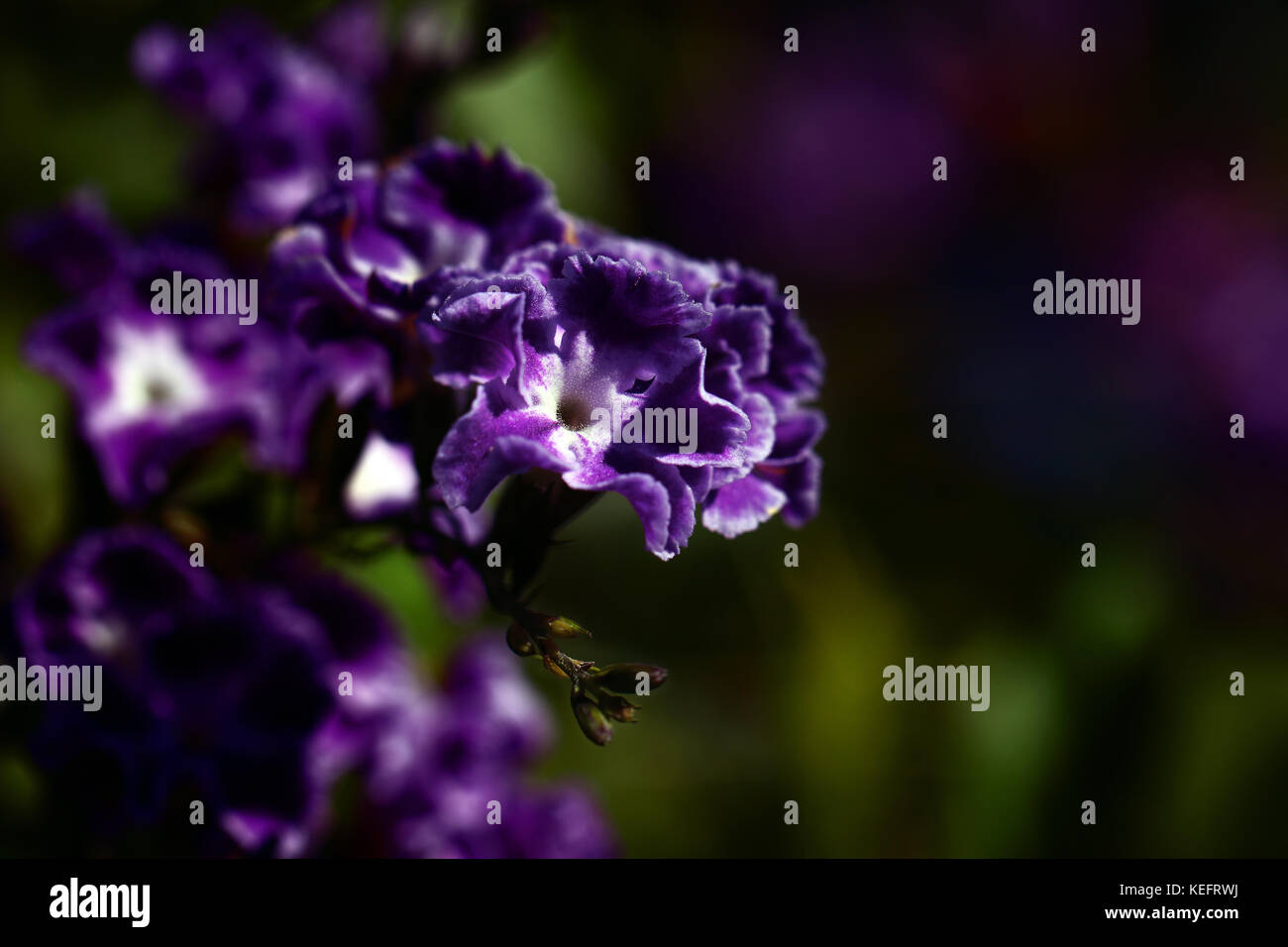 Primo piano dei fiori viola di duranta erecta Foto Stock