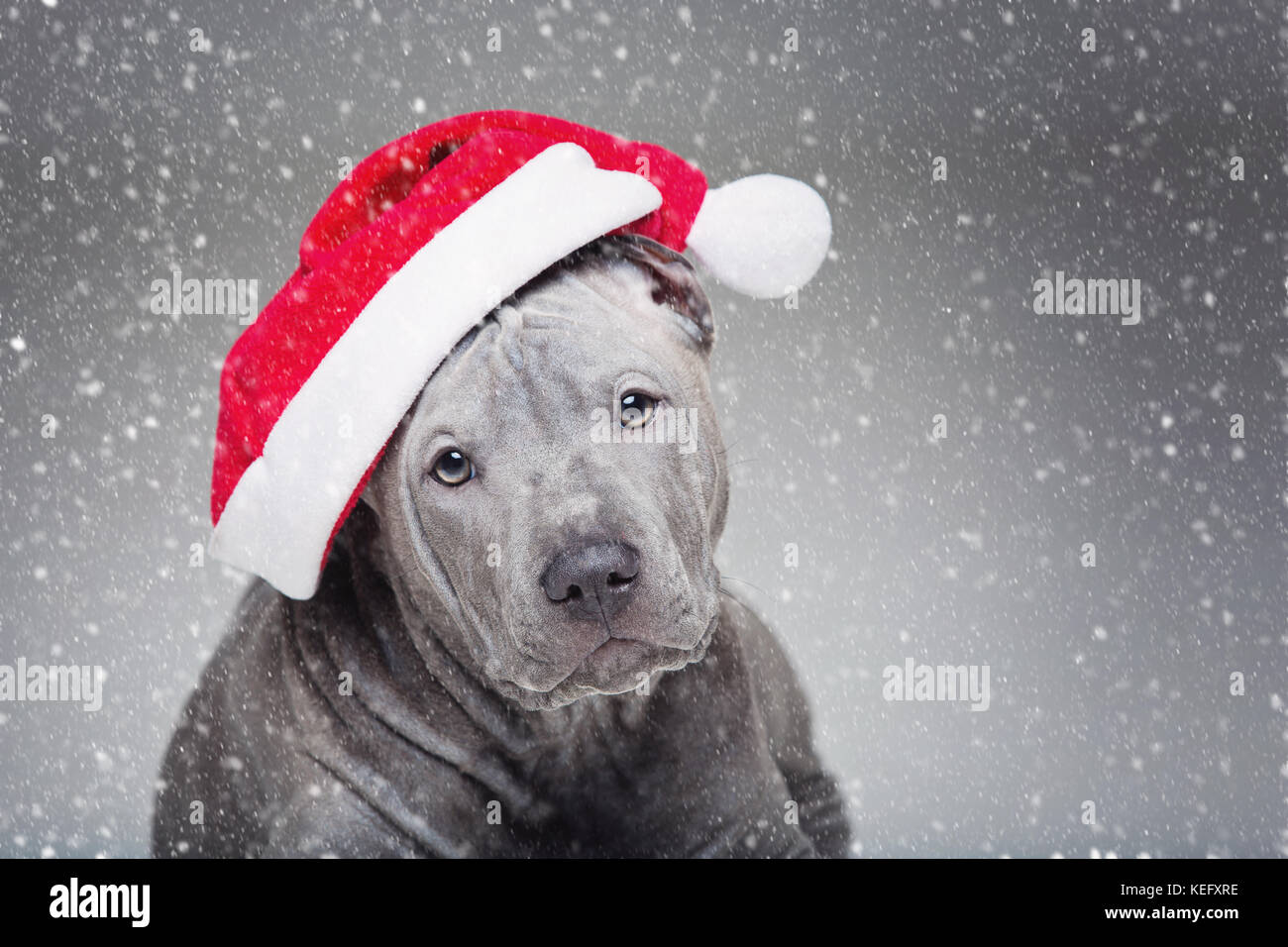 Thai ridgeback cucciolo in xmas hat Foto Stock