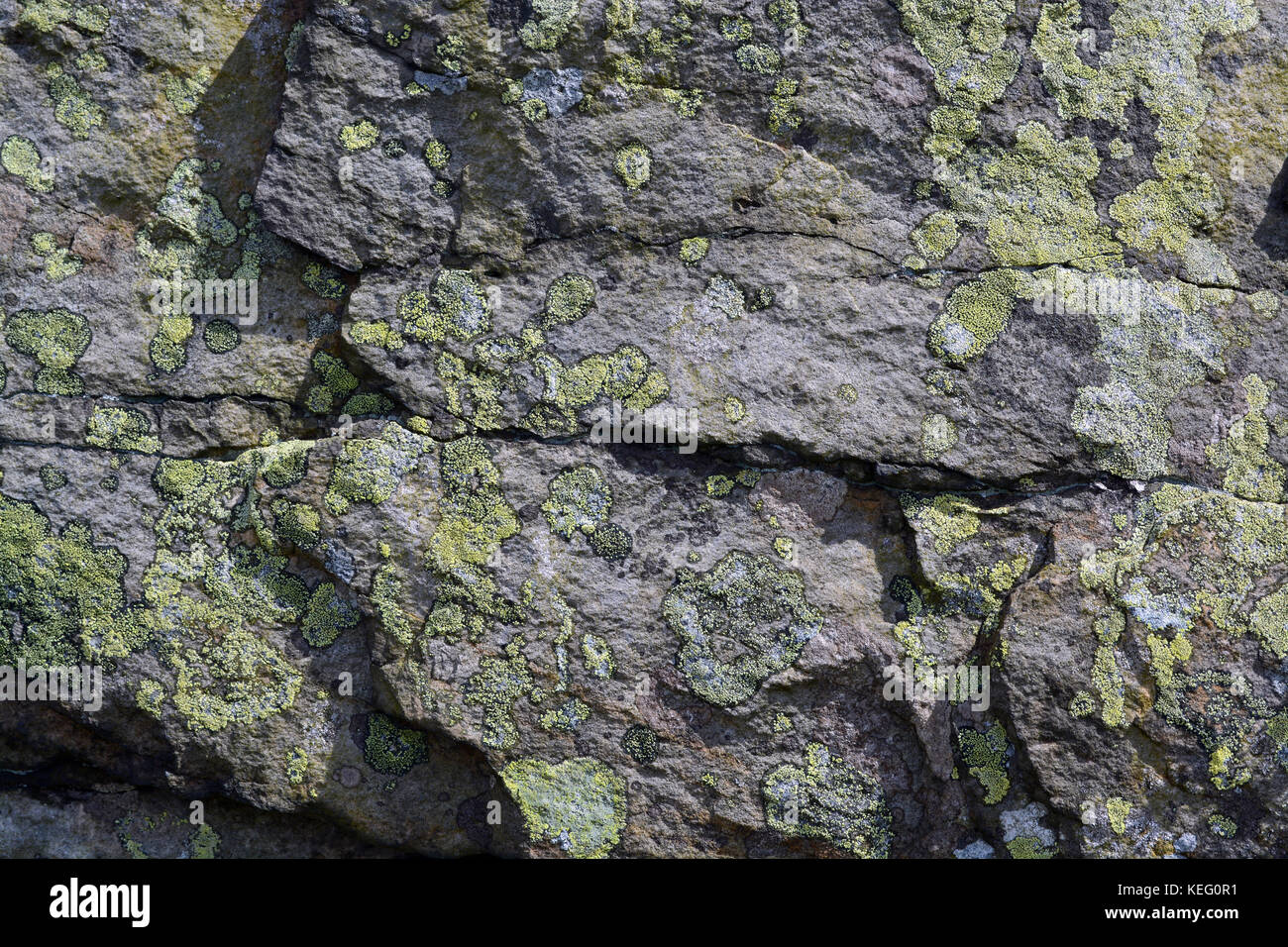 Il lichen sulle rocce, Northumberland Foto Stock