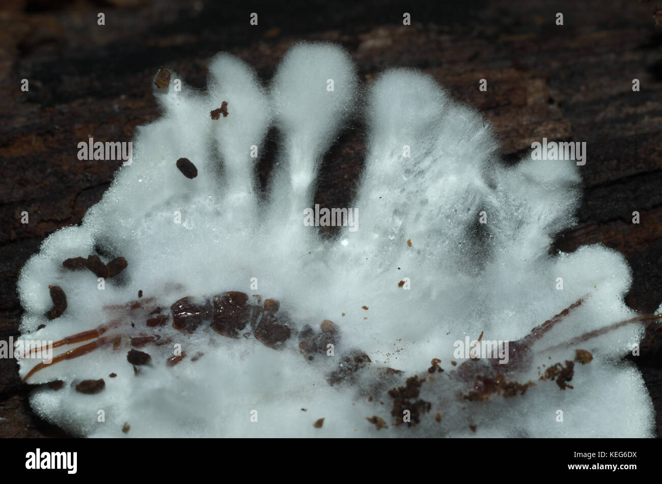 Primo piano Fotografia Foto Stock