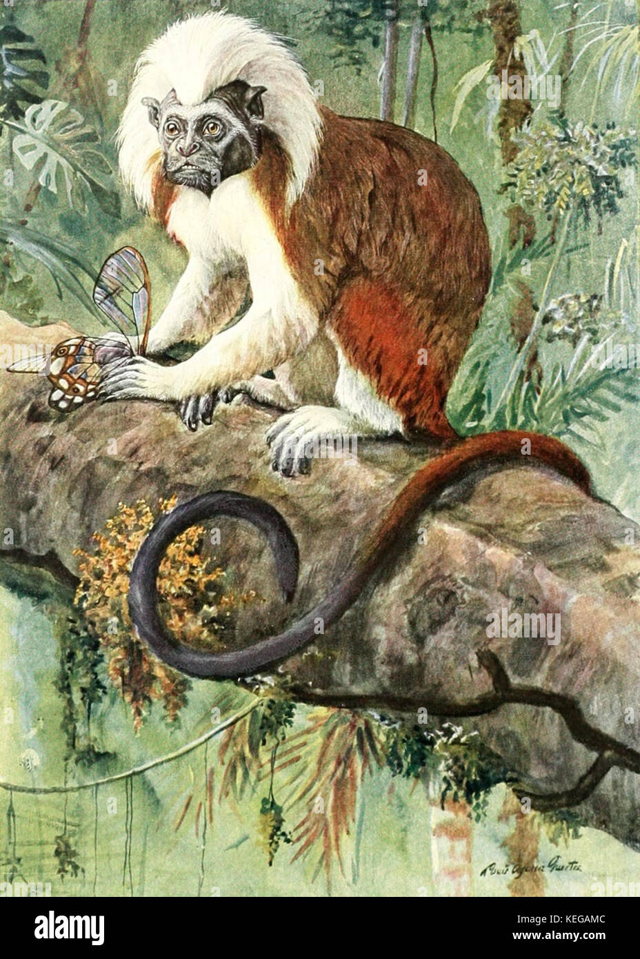 Seniocebus meticulosus Foto Stock