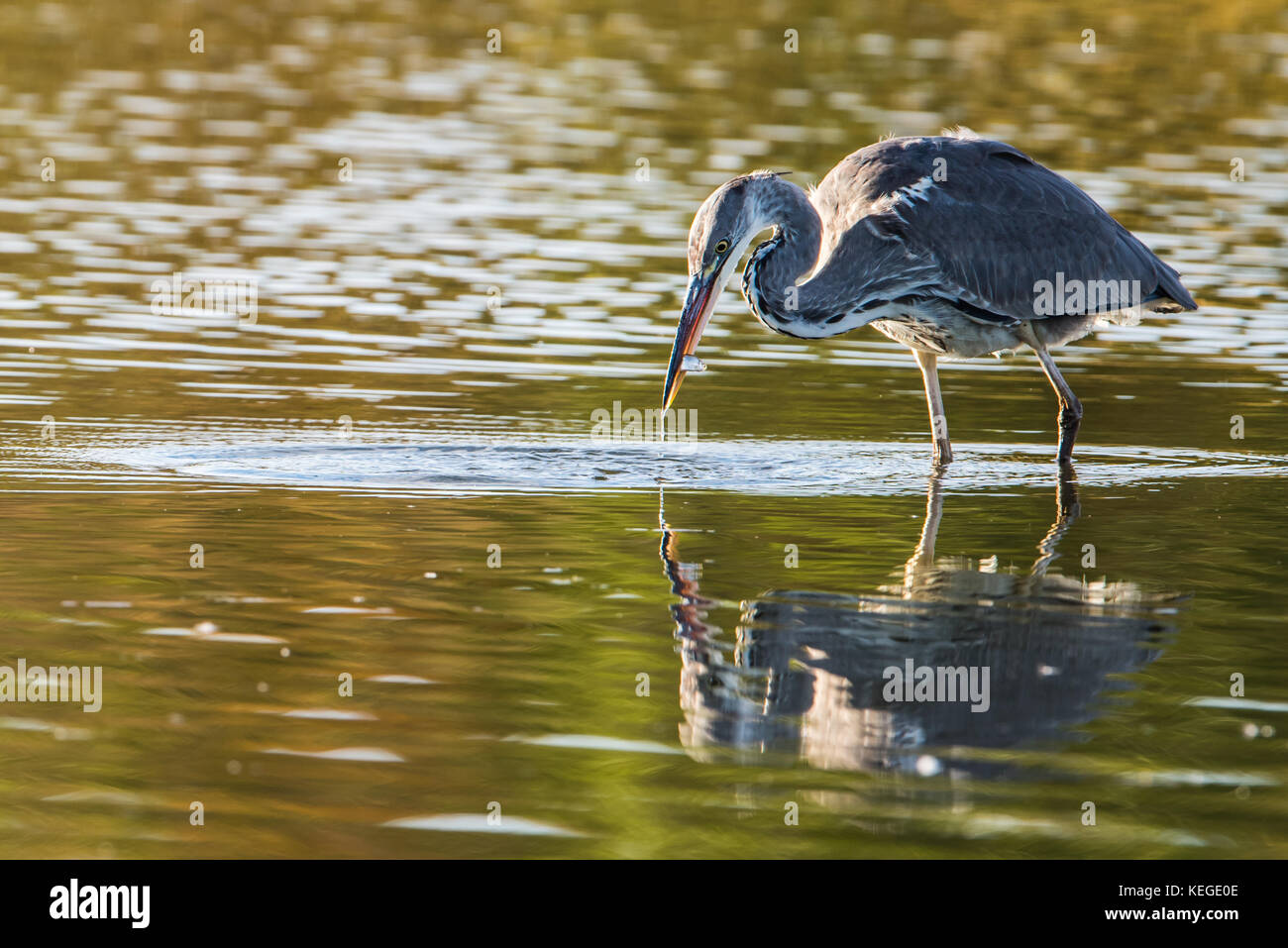 L'airone cinerino (Ardea cinerea) attende pazientemente, stock-ancora, e improvvisamente in piena azione per la preda e catturare un pesce nella palude, uppland, Svezia Foto Stock