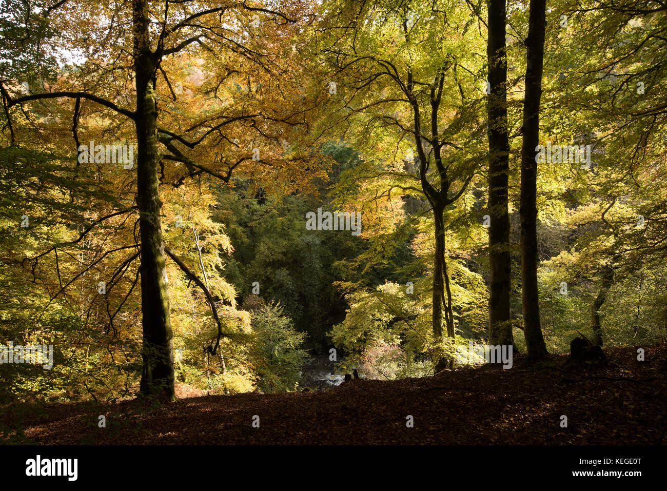 Bosco autunnale, Birks di Aberfeldy, Scozia. La fonte di ispirazione per un Robert Burns in poesia e una popolare area di passeggio. Foto Stock
