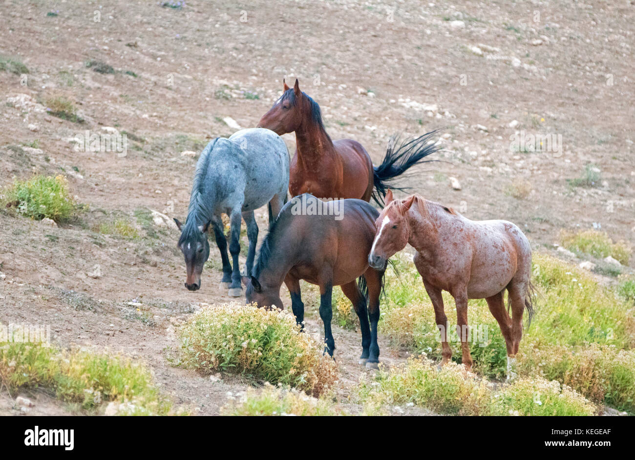 Mandria di cavalli selvatici in collina nella gamma di cavalli selvatici Pryor Mountains nel Montana Stati Uniti Foto Stock