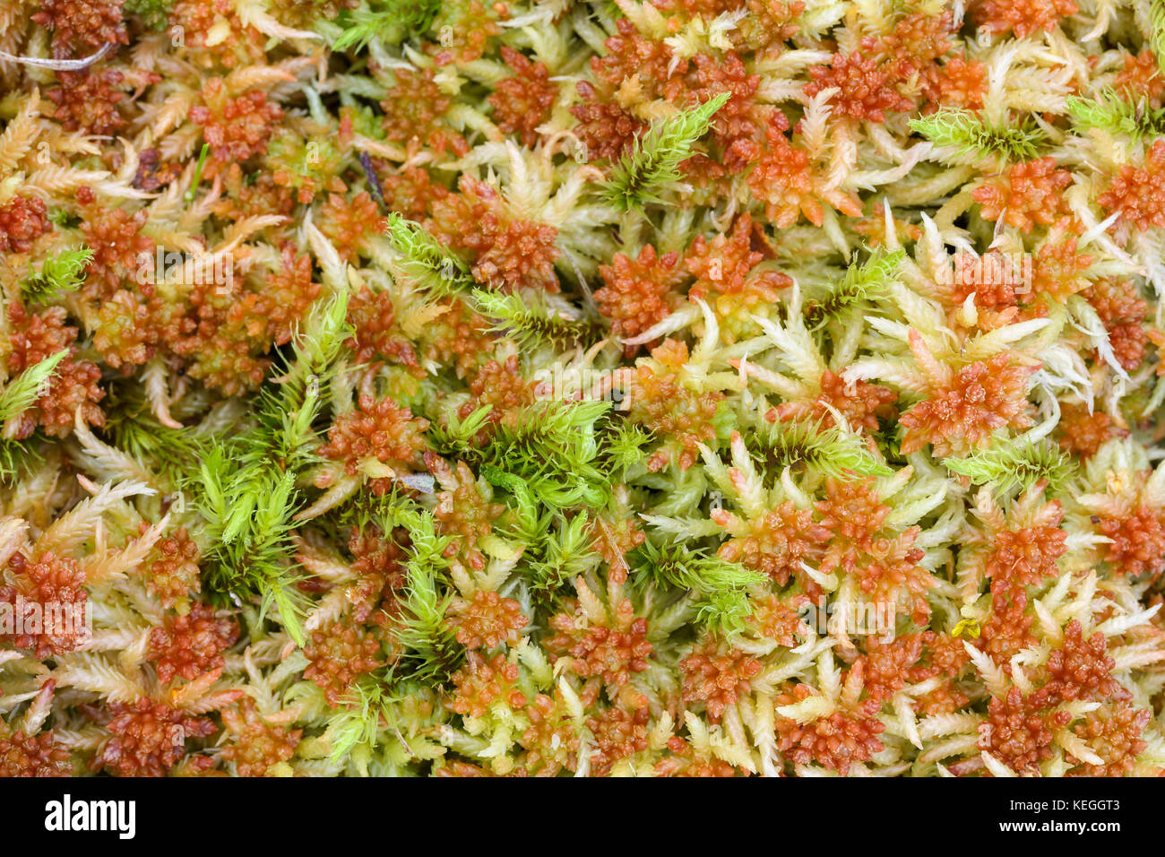 Bog Moss, Blunt-lasciava Bog-moss, Sphagnum palustre, Whitelye comune, Monmouthshire Foto Stock