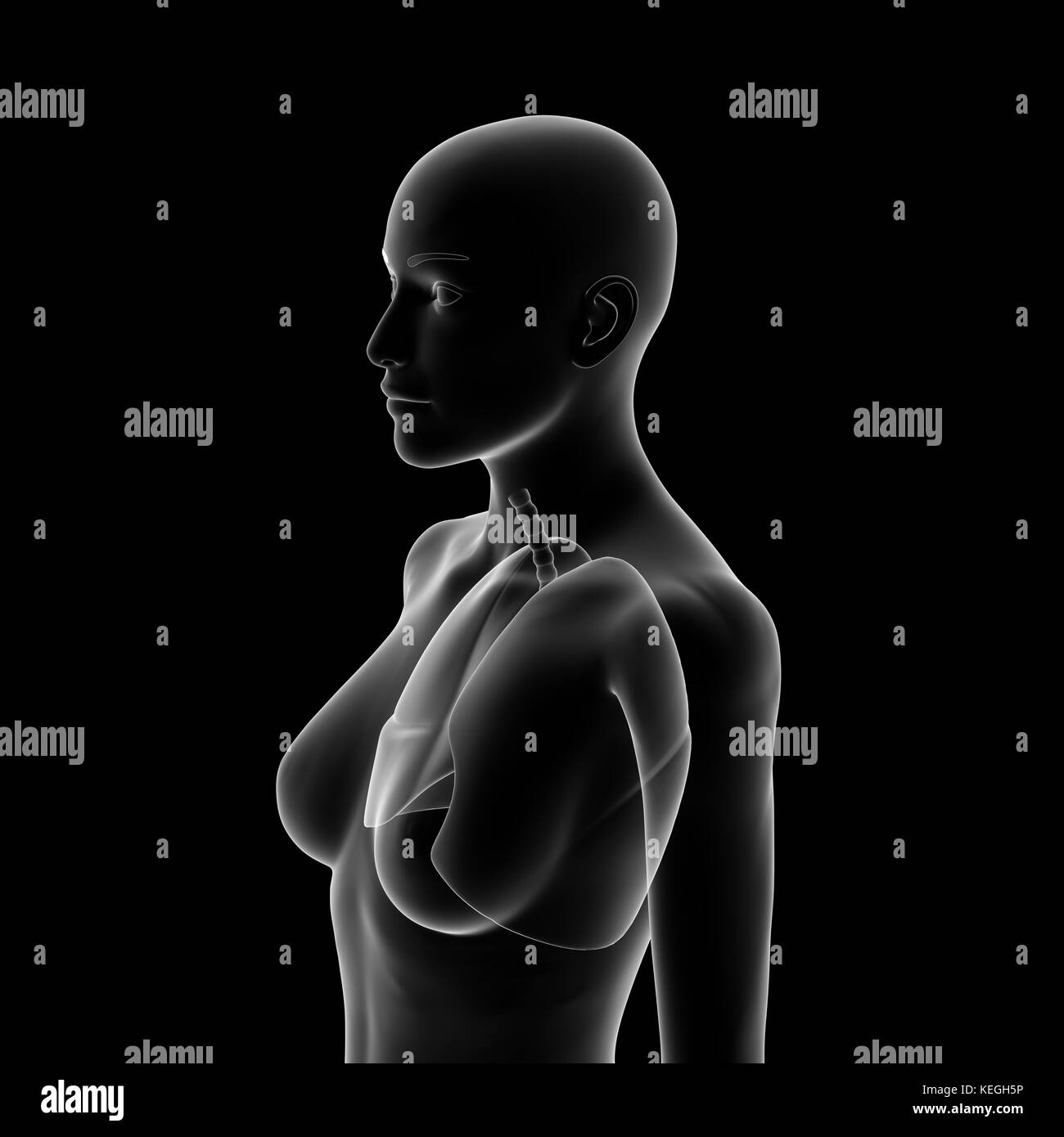 Polmone umano corpo femmina Foto Stock